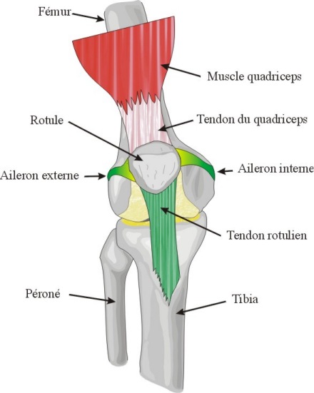 Tout savoir sur les problèmes de genou - U Run