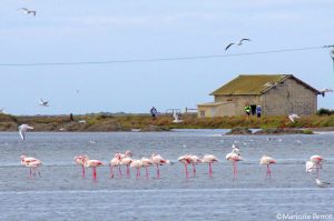 GRAND RAID DE CAMARGUE 2015 - COPYRIGHT MARJORIE PERROT